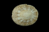 藏品(射線青螺)的圖片